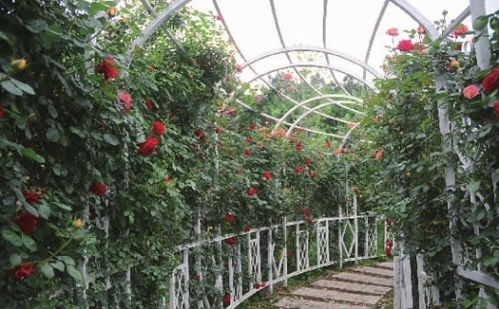 2万株玫瑰竞放,省植物园邀你赴 玫瑰之约