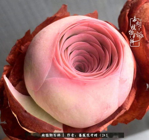 七夕的玫瑰之约 这个七夕,玫瑰陪你