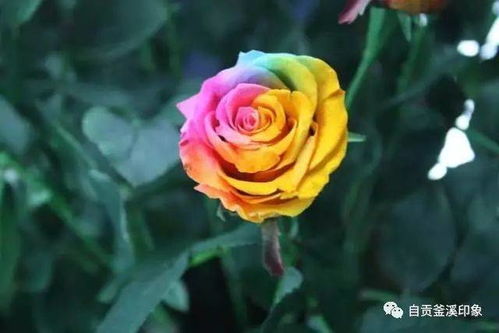 9月25日,七彩玫瑰之约 我在自贡玫瑰海等你