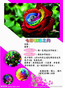 玫瑰之约图片