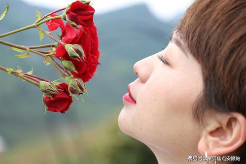 龙宫千亩玫瑰开 翘首静待君到来