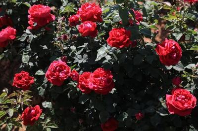 花期正旺,与安宁八街来一场玫瑰之约吧!