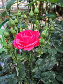 赴一场玫瑰之约 南京溧水玫瑰园之旅