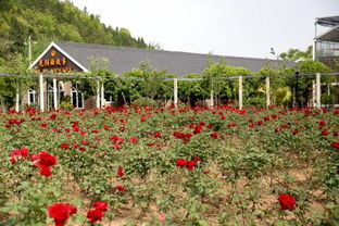 玫瑰之约 探索绵阳最美乡村的诗与远方