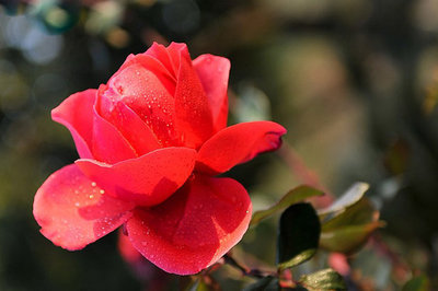 玫瑰之约 广州生态摄影中的自然飘逸之美