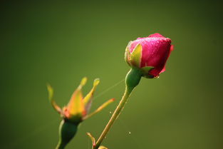 玫瑰之约 一场跨越时空的爱与美之约